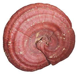 超越致敬！《指令8020》灵感来源电影 机制独具一格